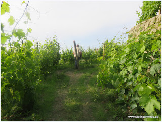 Weinreben - Le Cantine di Crateca Ischia