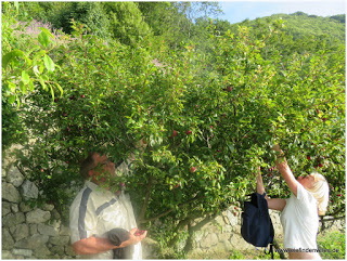 Die ersten Pflaumen sind reif - Le Cantine di Crateca Ischia
