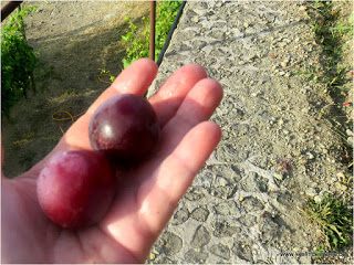 Die ersten Pflaumen sind reif - Cantine di Crateca Ischia